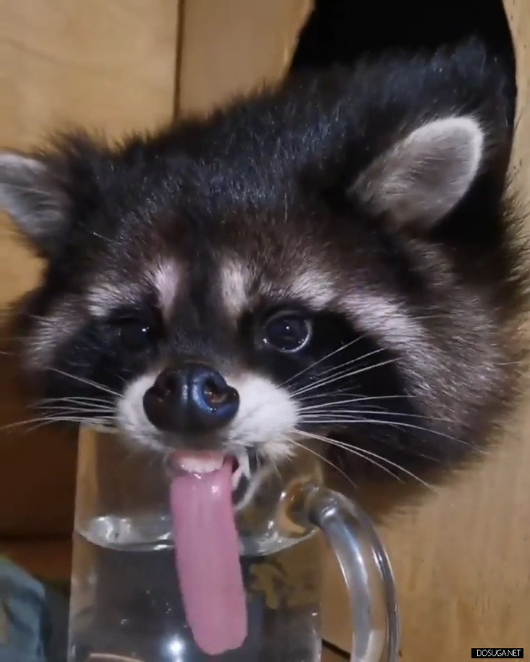 Енотик в домике