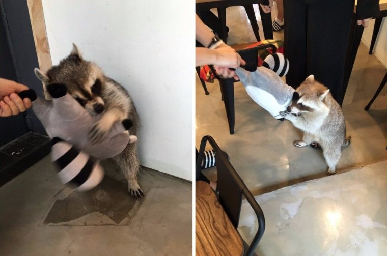 Мем с енотом и котом