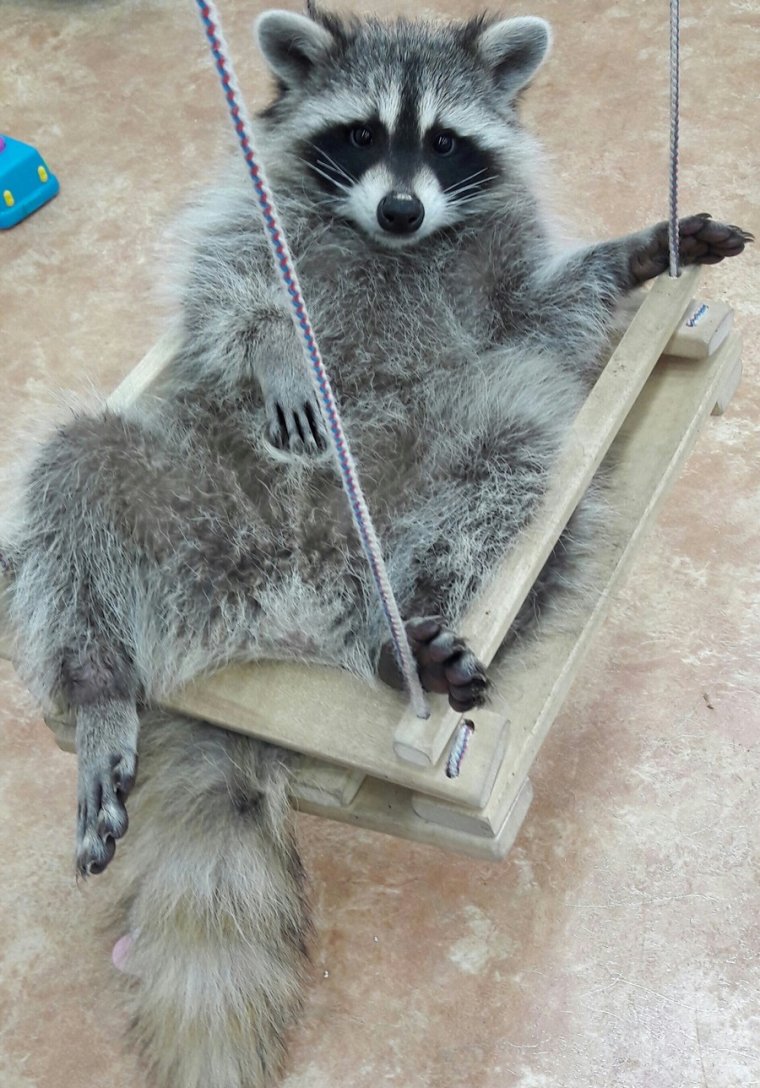 Смешные еноты