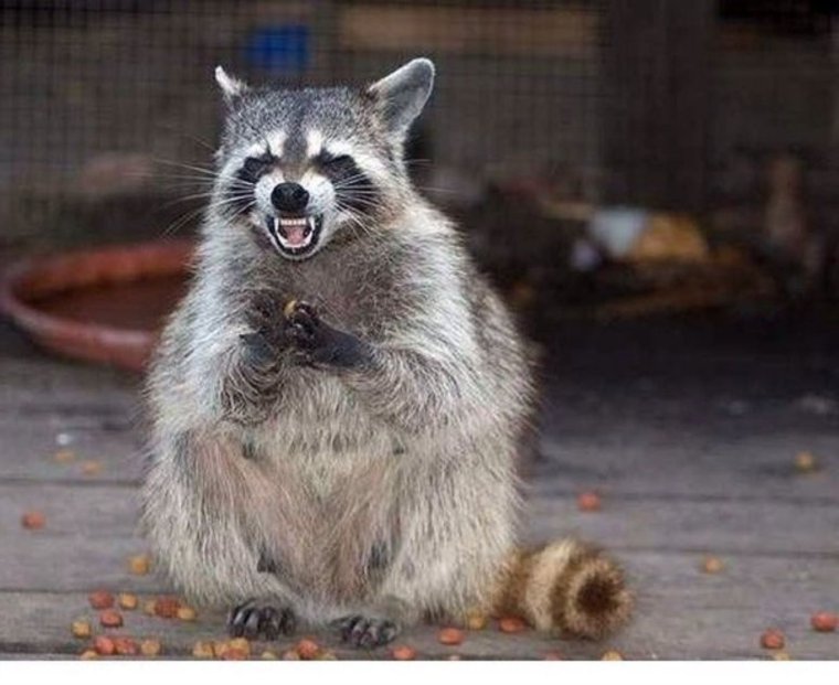 Злой енот полоскун