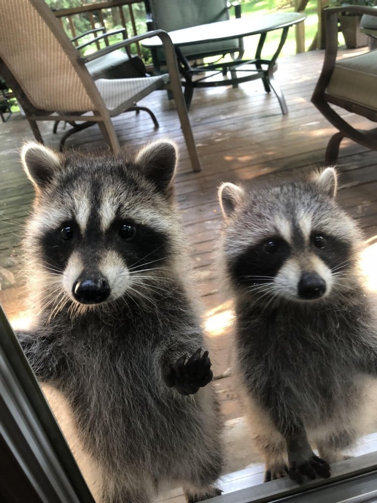 Забавные еноты