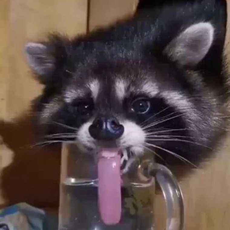 Енот в отпуске