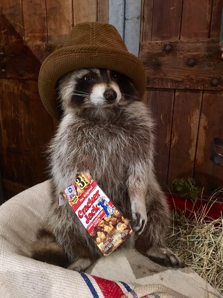 Помойный енот