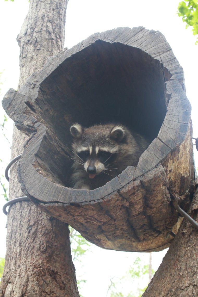 Прикольные еноты