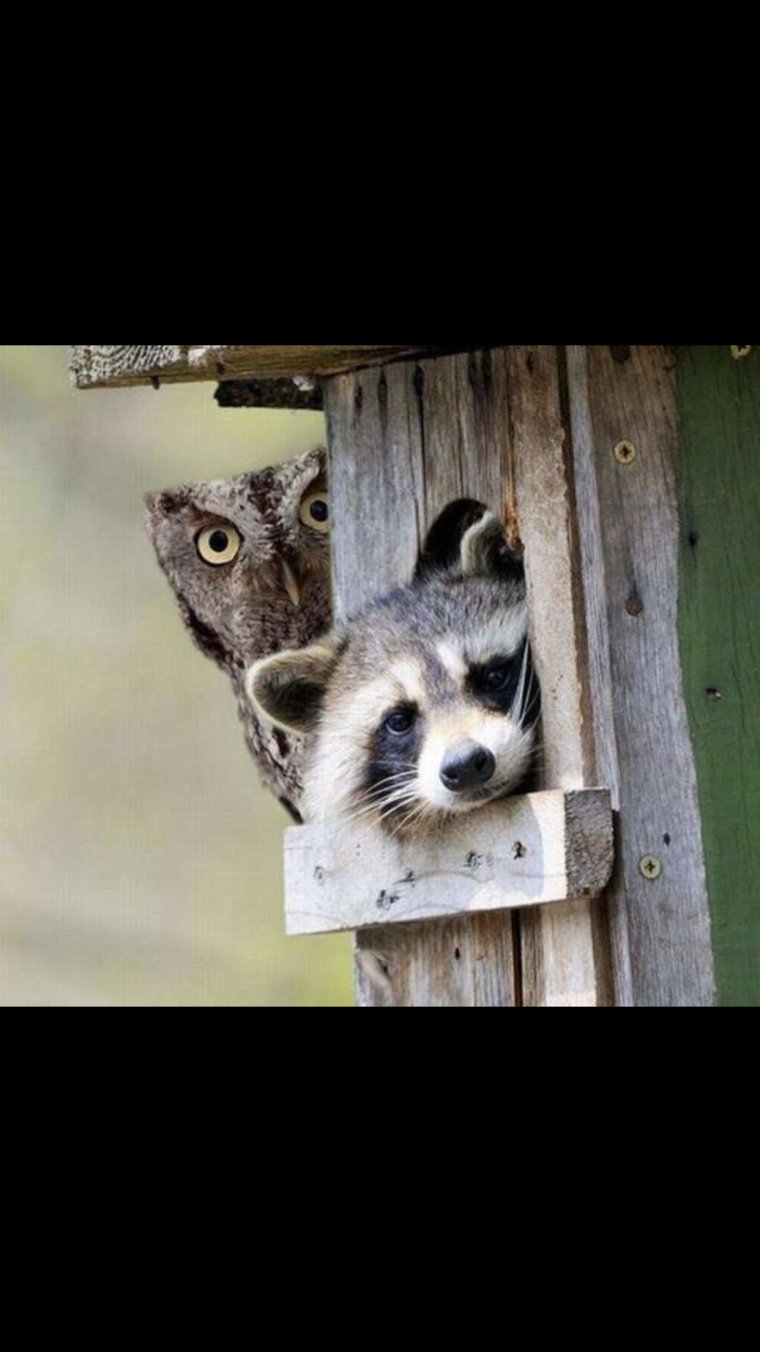 Енот демотиватор