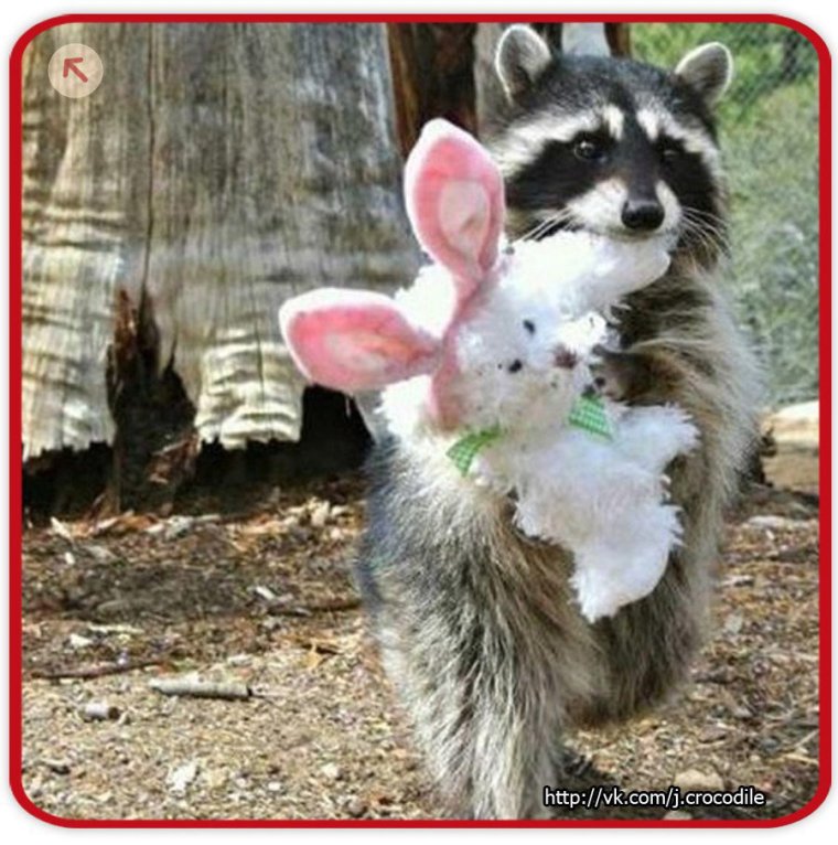 Енот полоскун смешной