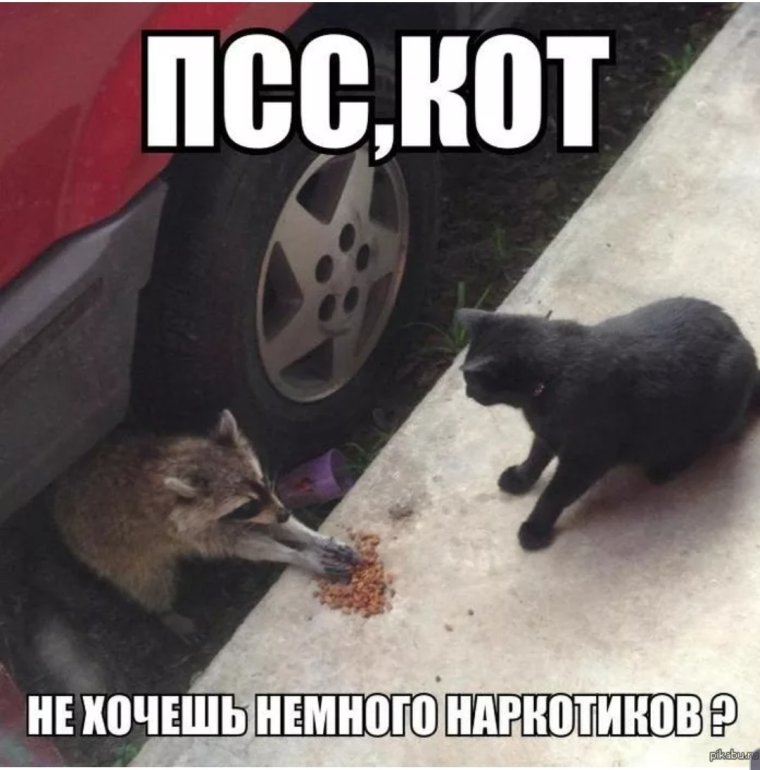 Смешные еноты с надписями