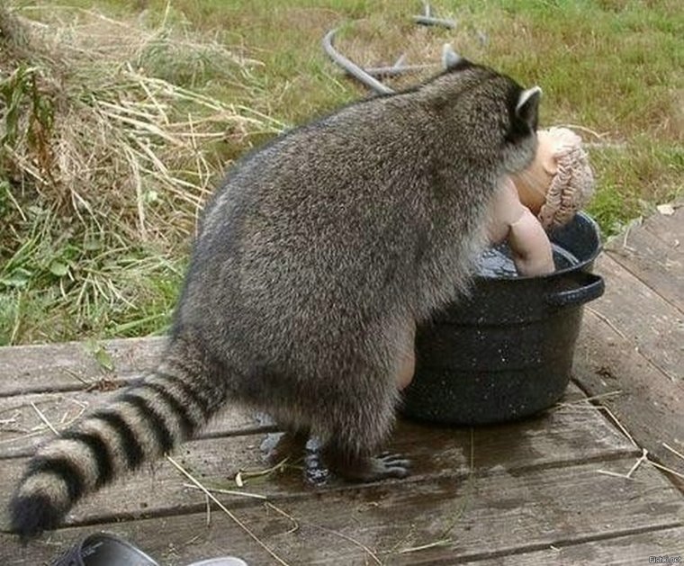 Енот альбинос фото