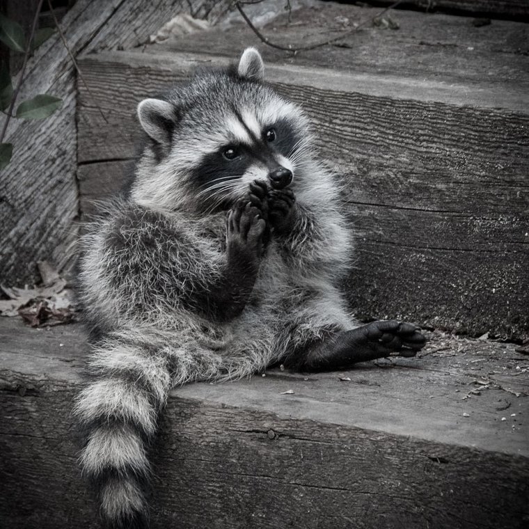 Енот в помойке