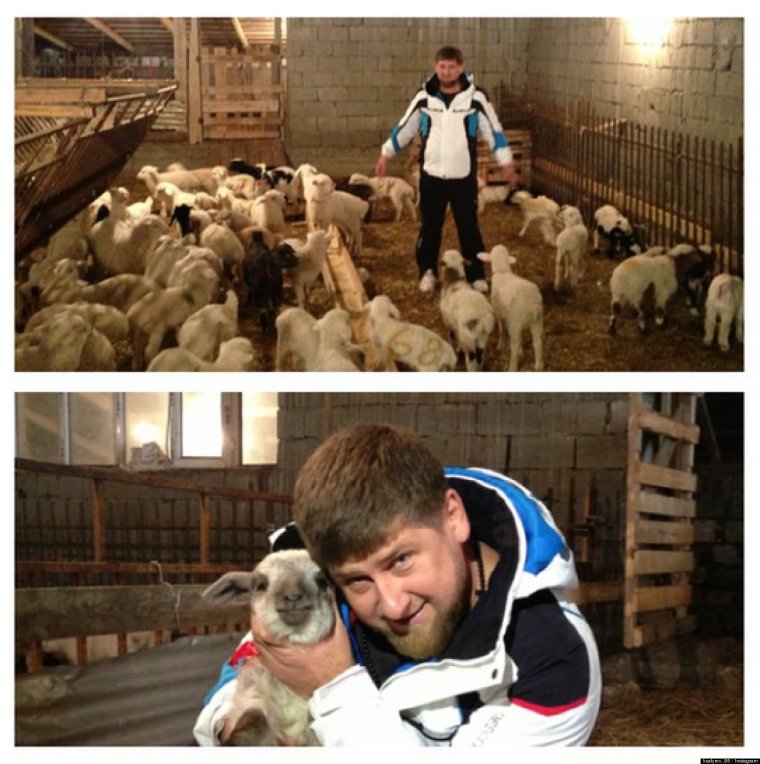 Рамзан Кадыров овцы