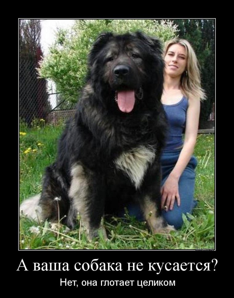 Собака Кавказская овчарка большая