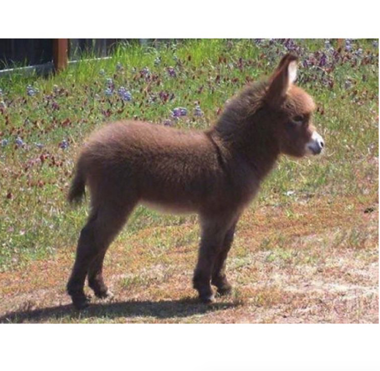 Юмор демотиваторы Кавказ