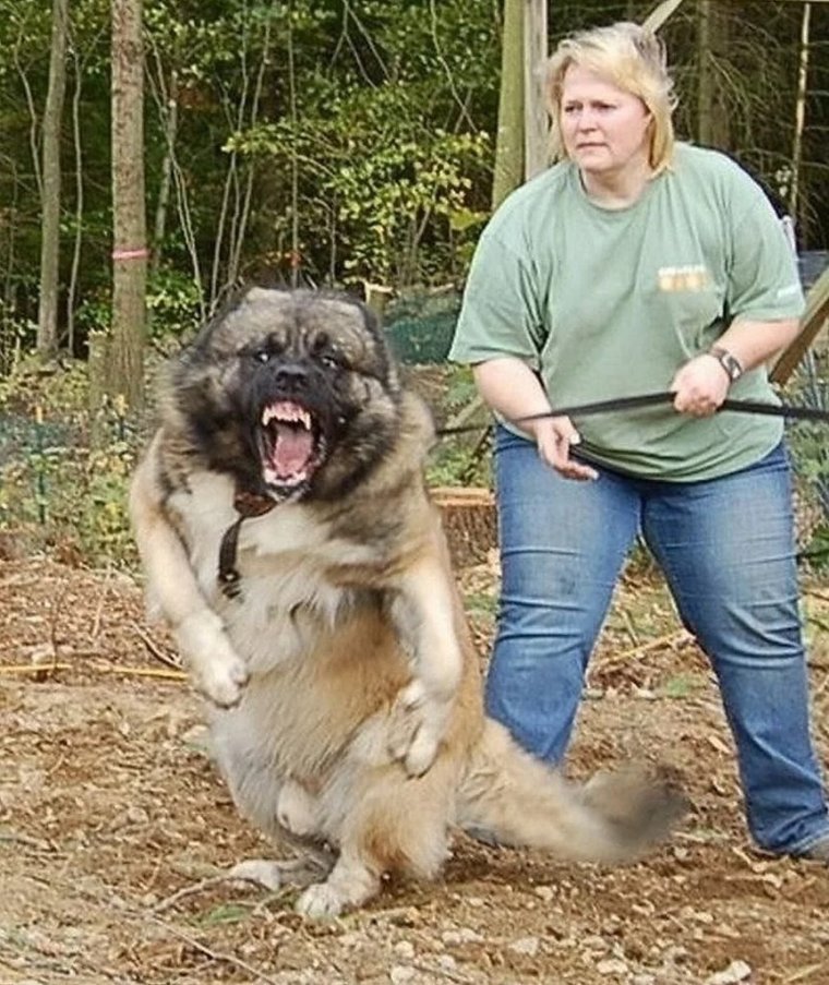 Алан Гаев 38 лет