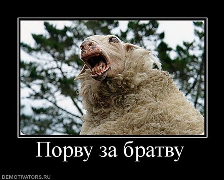 Чурки в мокасинах