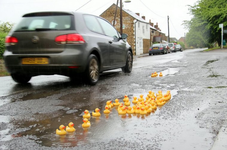 Утка в яме на дороге