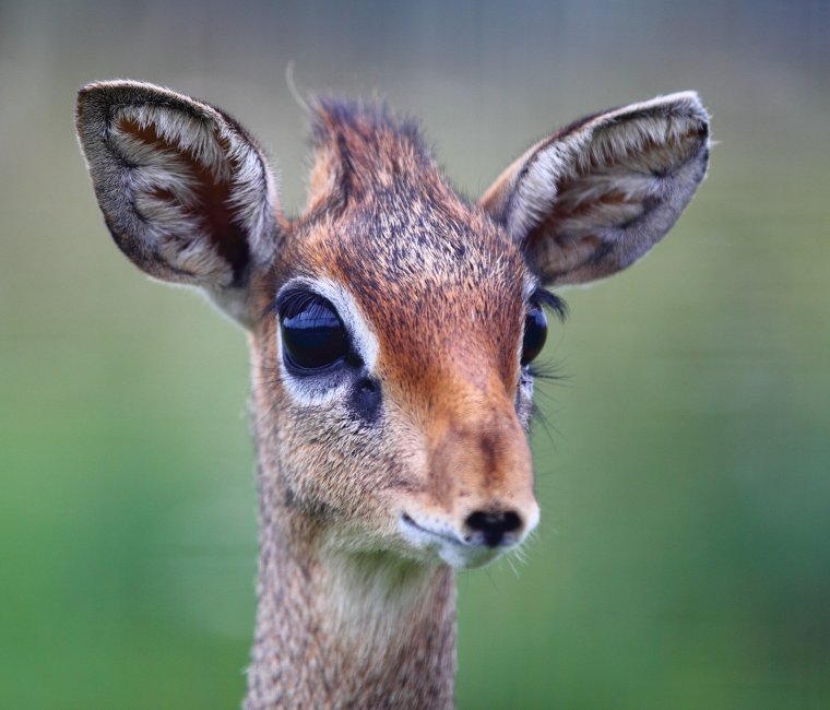 Трепетная Лань