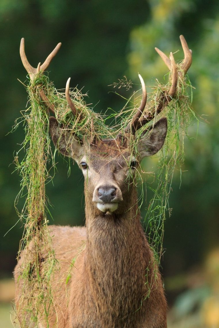 Смешной олень