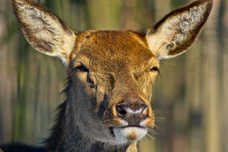 Олень Лань косуля