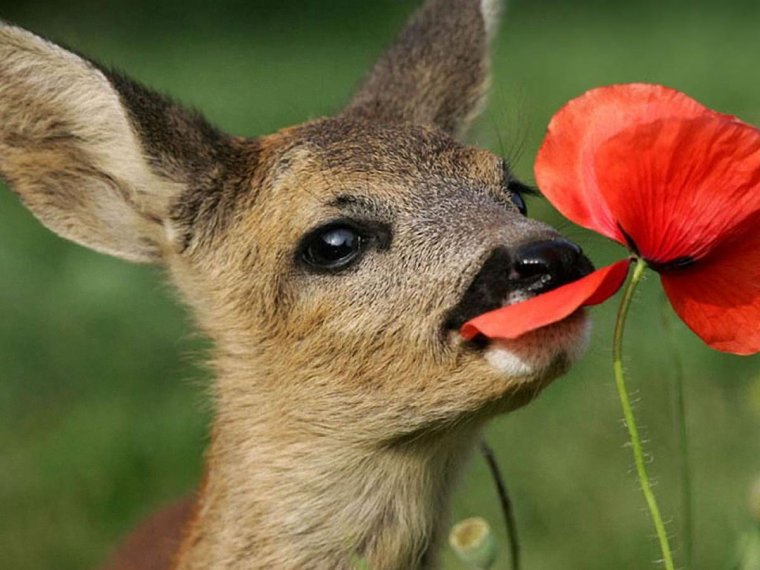 Олень цветы