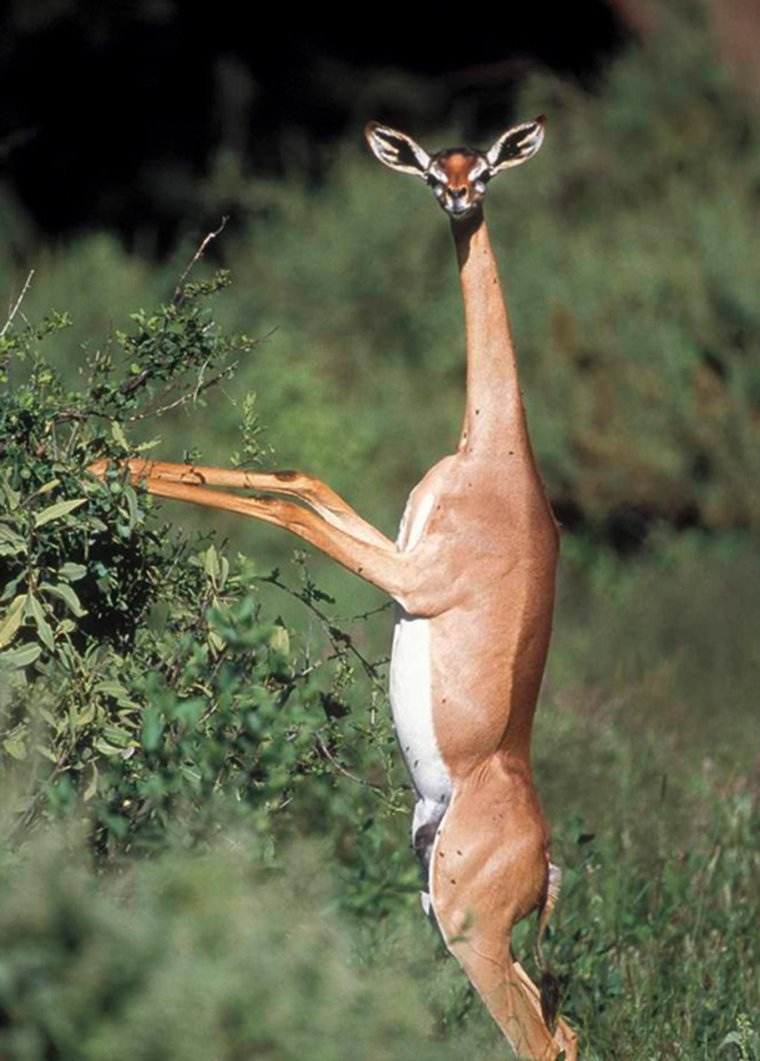 Геренук Сомали