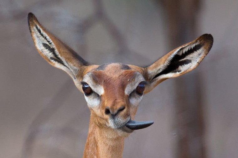 Антилопа геренук