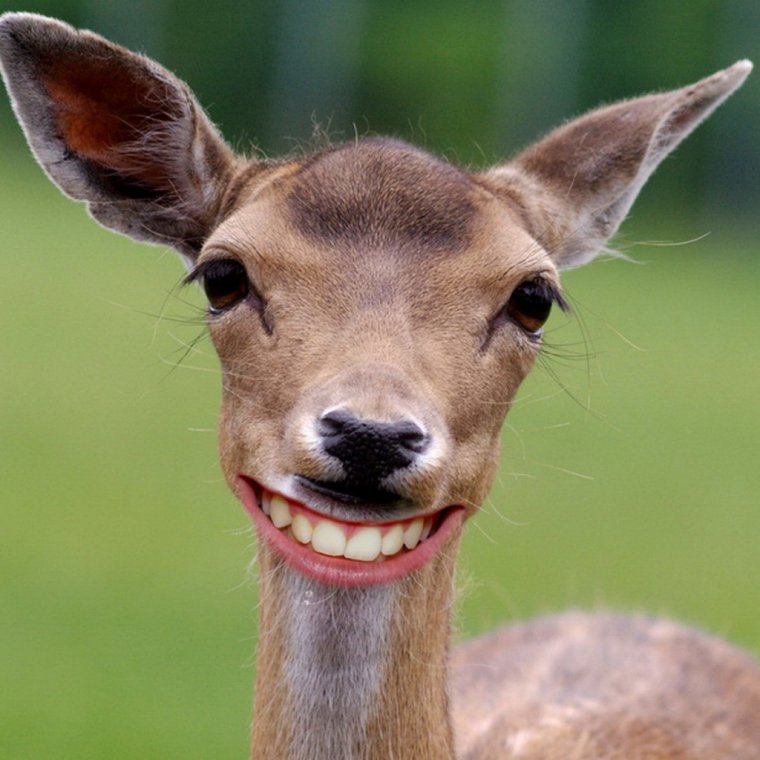 Олень прикол