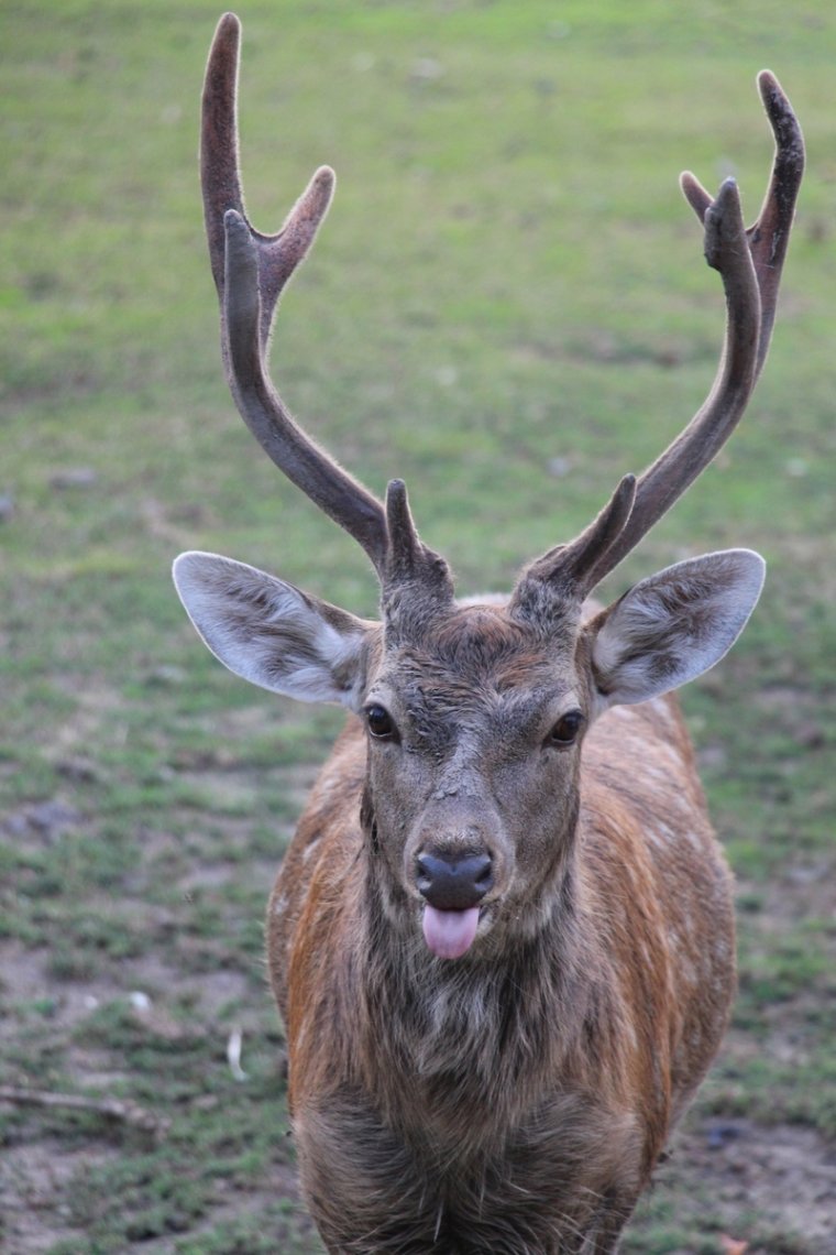 Копытные животные