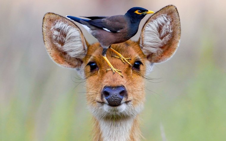 Смешная косуля