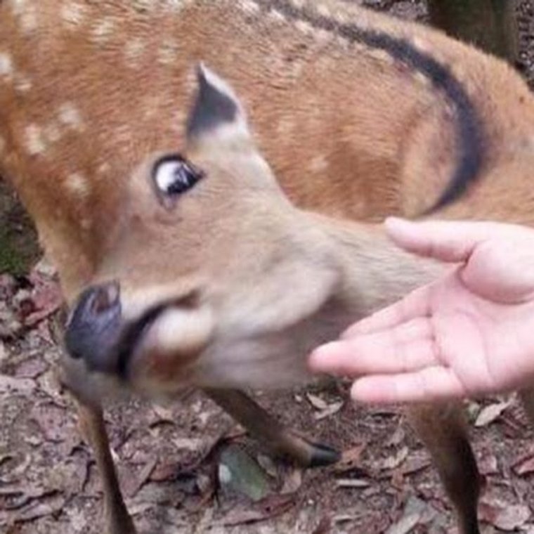 Глупый олень