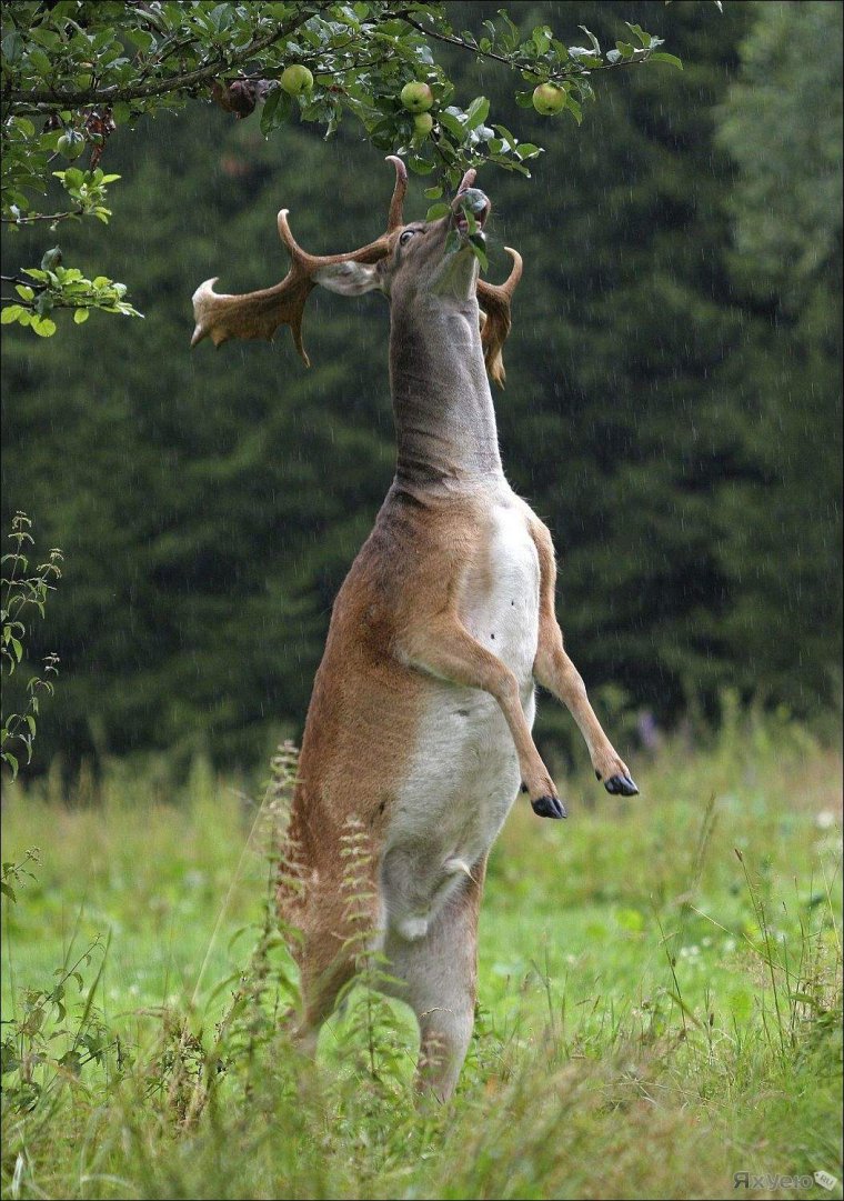 Смешная Лань