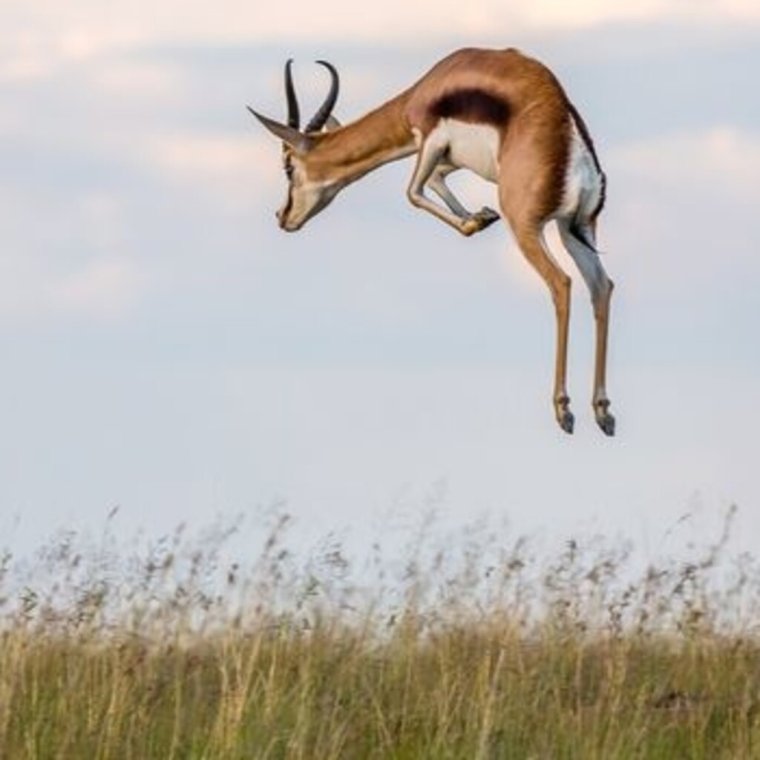 Спрингбок (антилопа-прыгун)