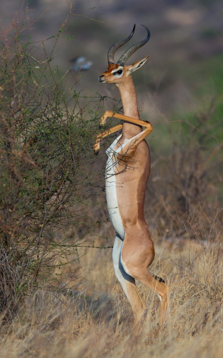 Антилопа геренук