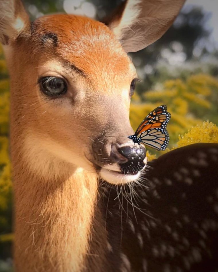 Милый олень