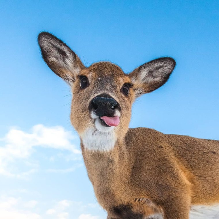 Смешной Олененок