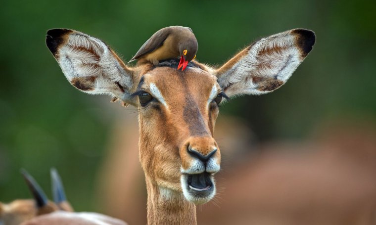 Животное с ушами