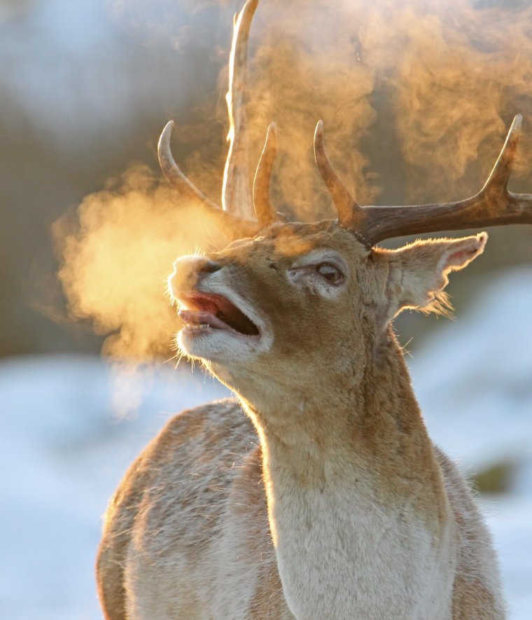 Удивленный олень