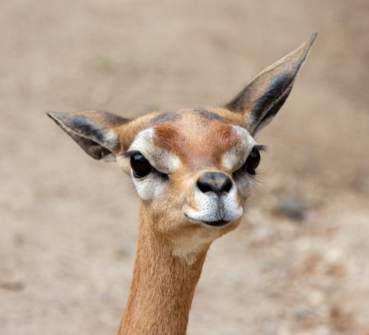 Антилопа смешная