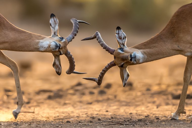 Животные смешная антилопа