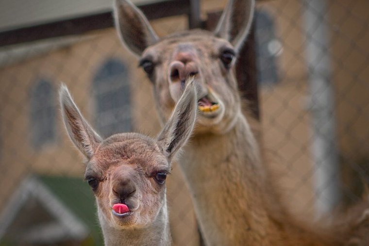 Бешеная лама