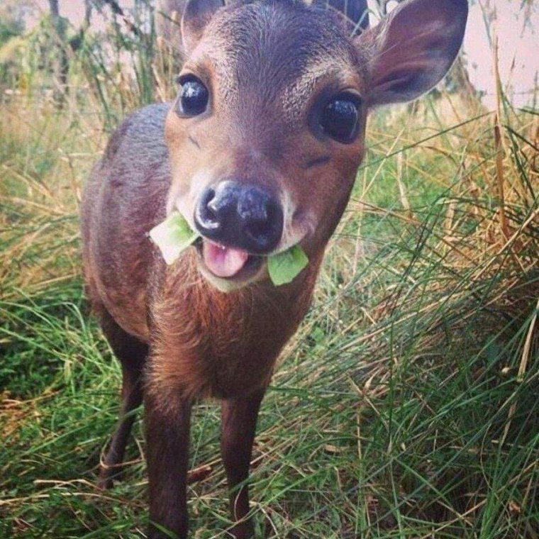 Прикольный олень