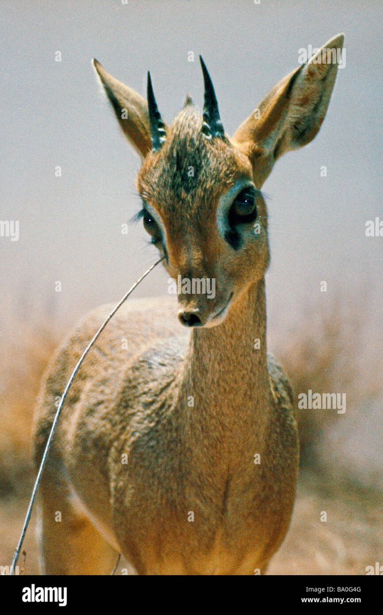 Смешная Лань