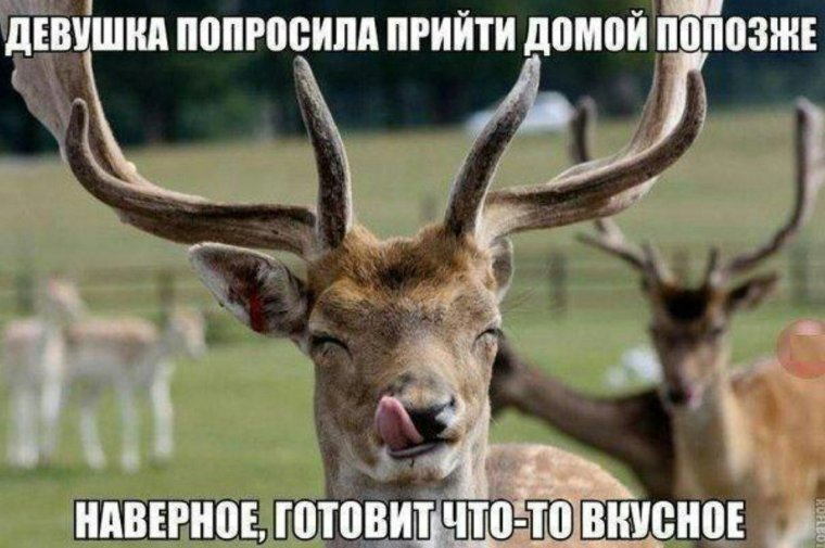 Счастливый олень