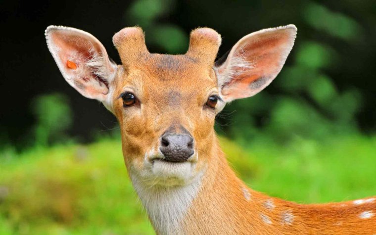 Олененок с маленькими рожками