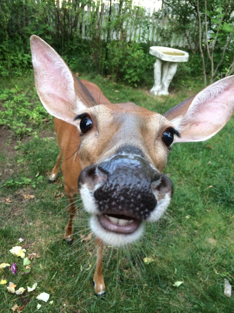 Ржачный олень