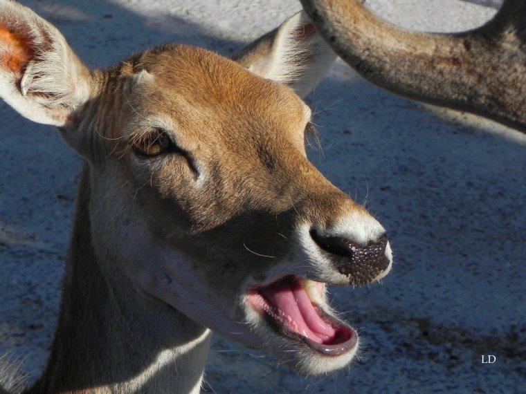 Европейская Лань смешная