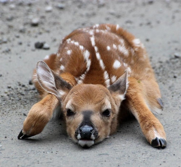 Маленький Олененок