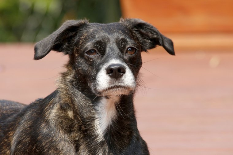 Собачка дворняжка