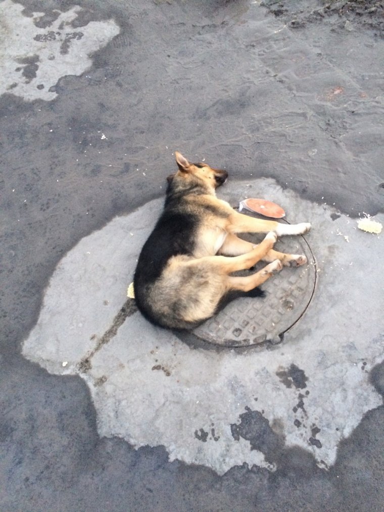 Забавная дворняга