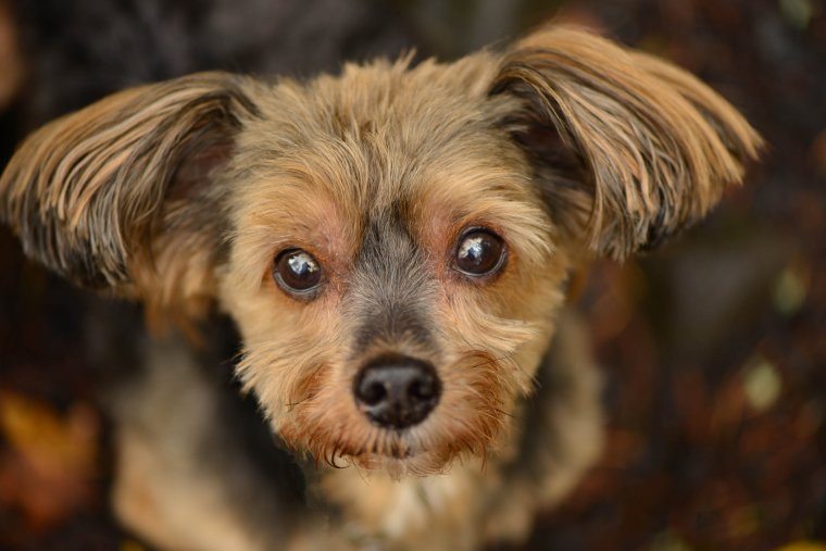 Смешная дворняжка