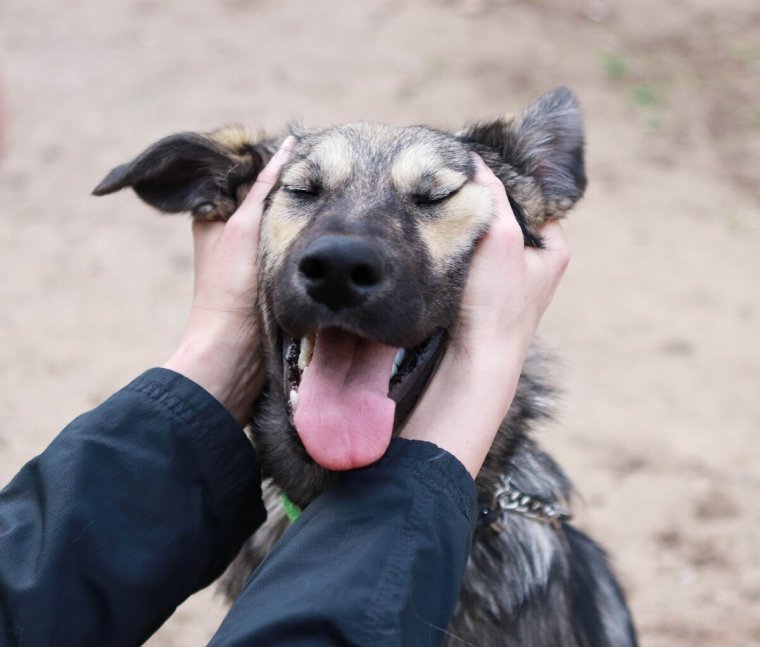 Дворняга лохматый пес